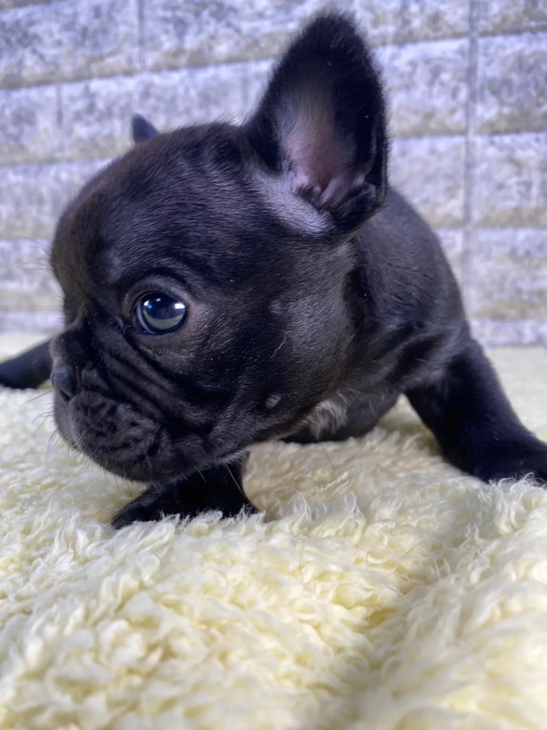 犬種