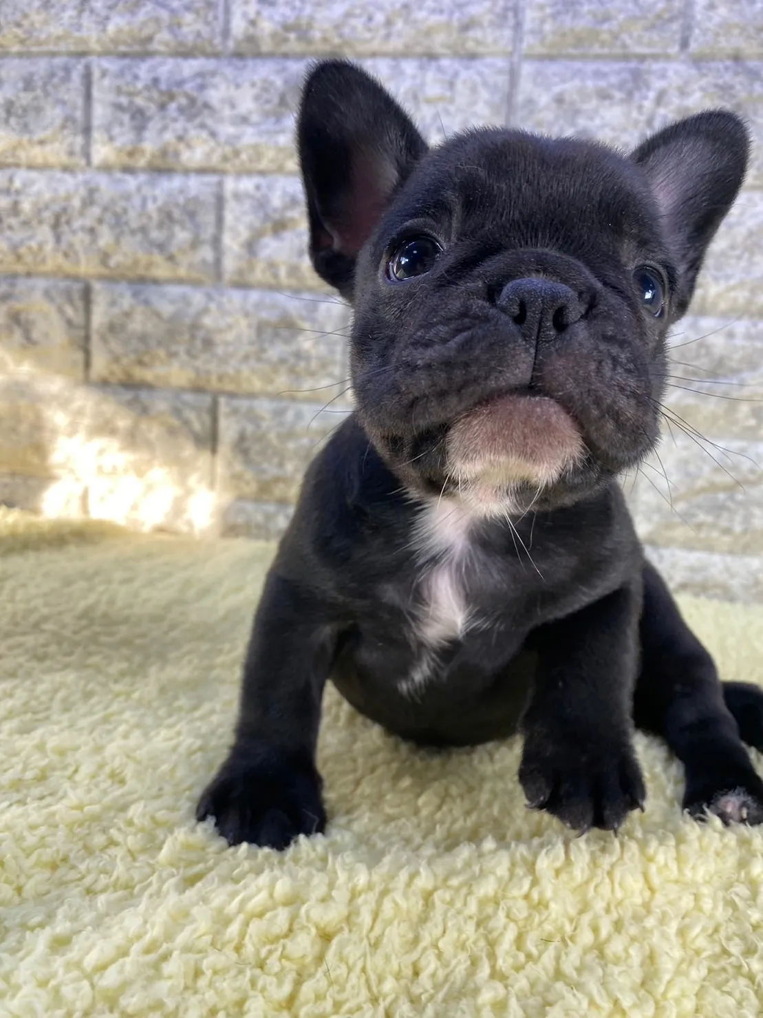 犬種