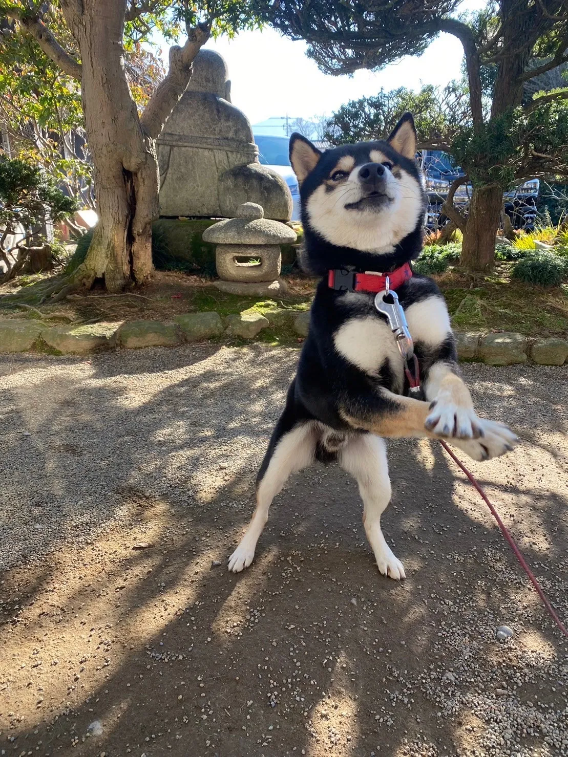 犬種