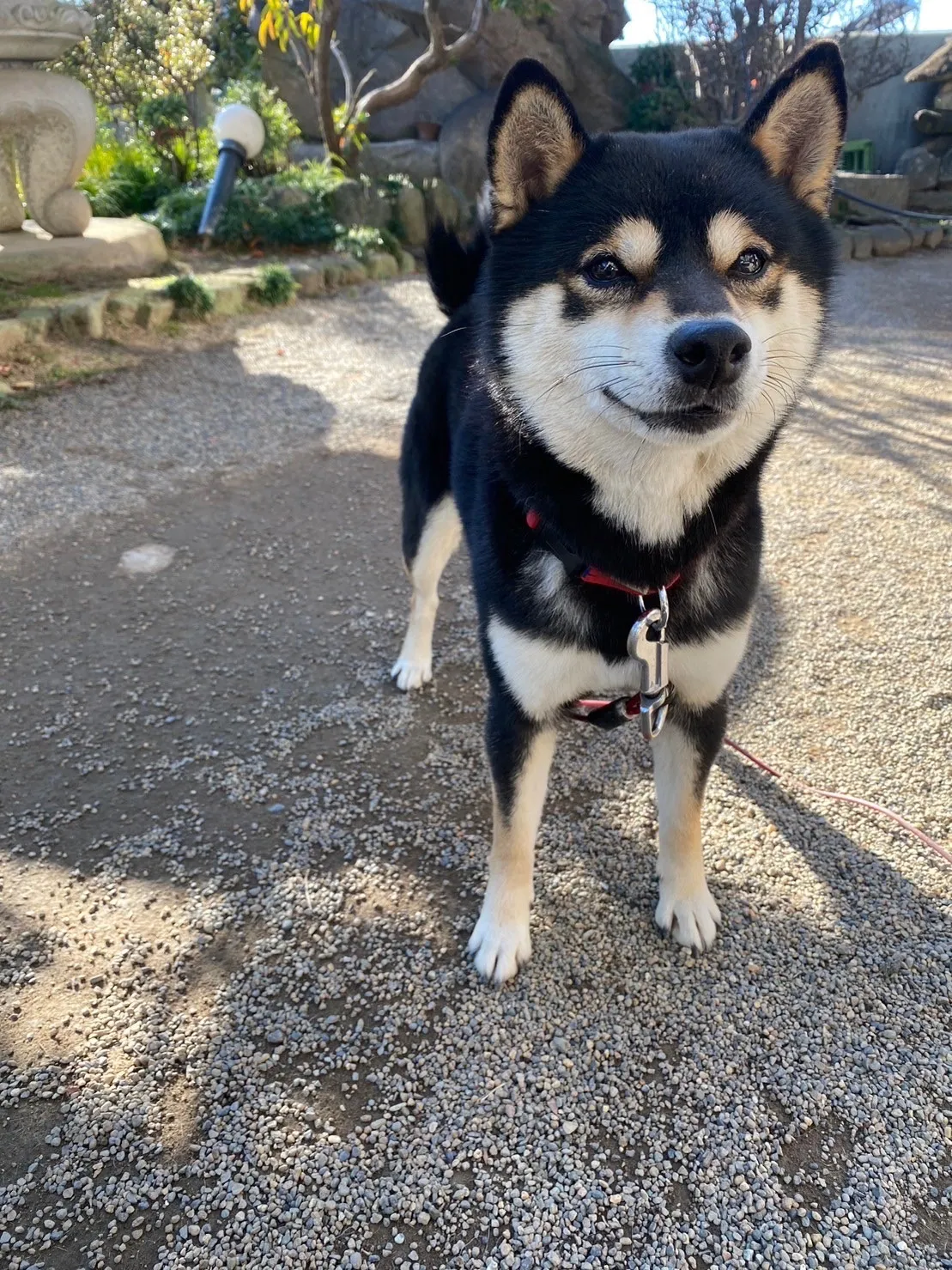 犬種