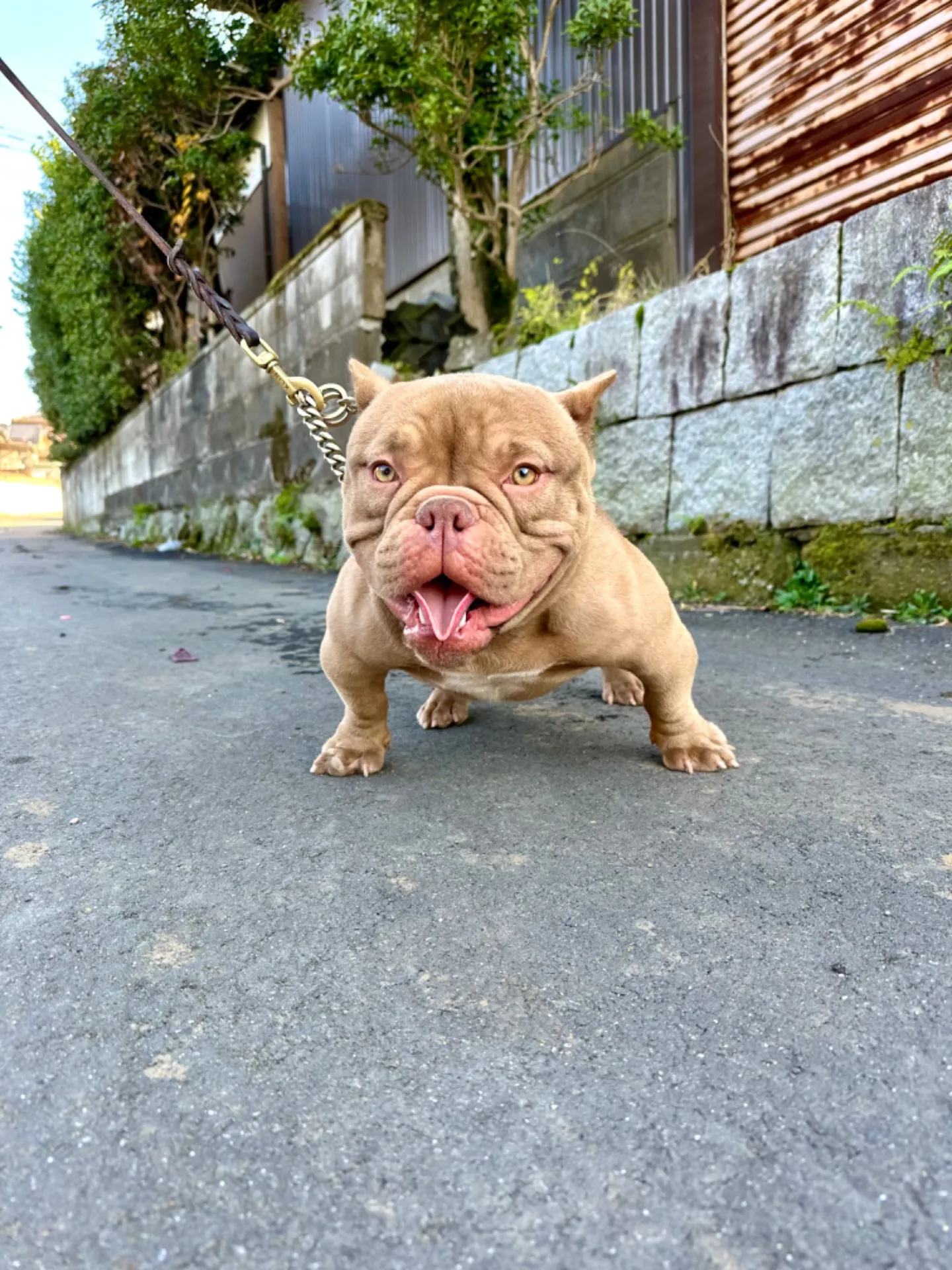 犬種