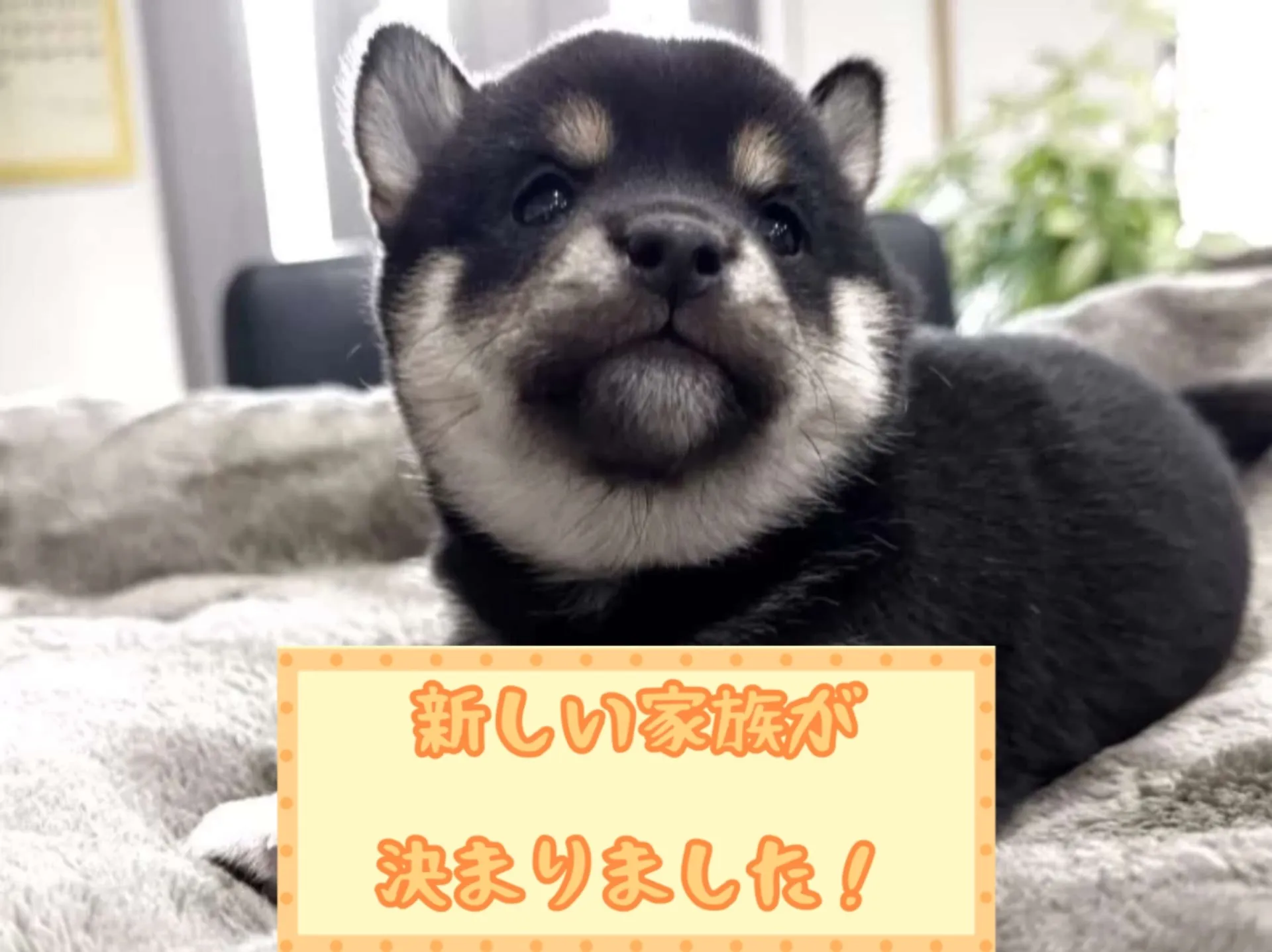 豆柴