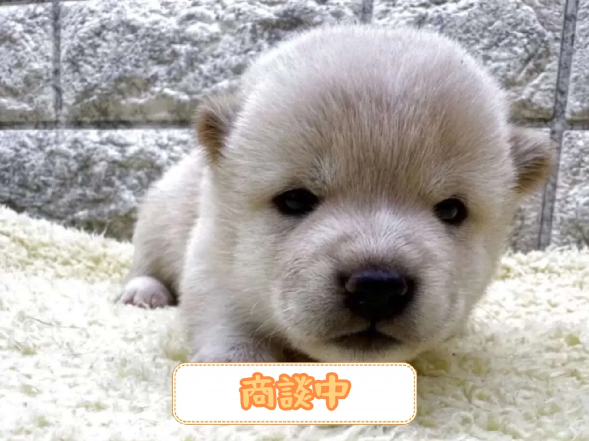 豆柴