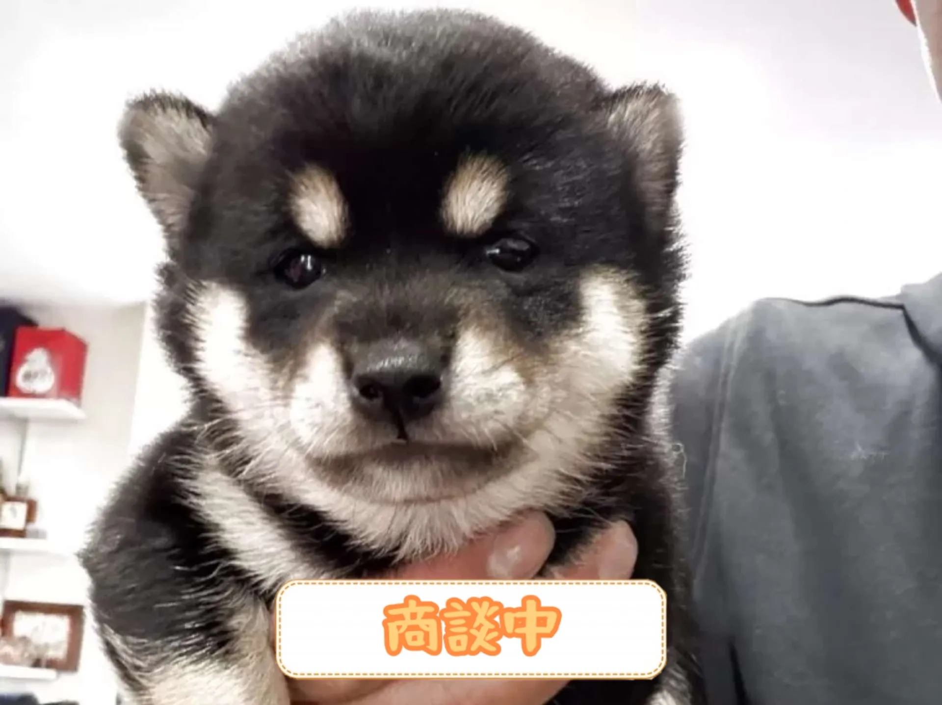 豆柴