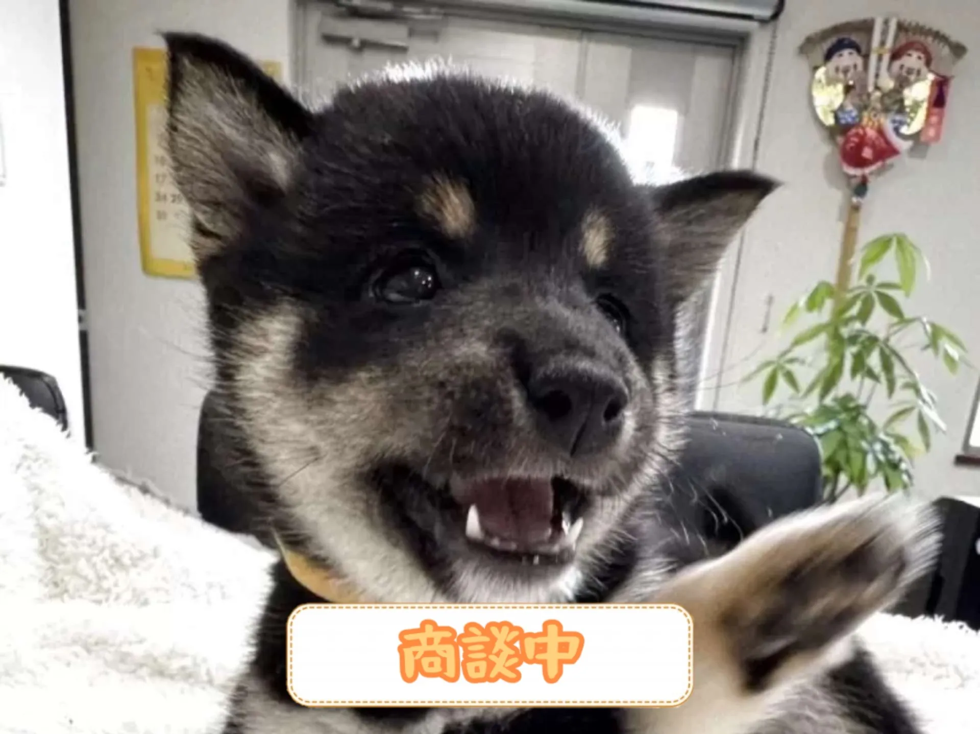 豆柴