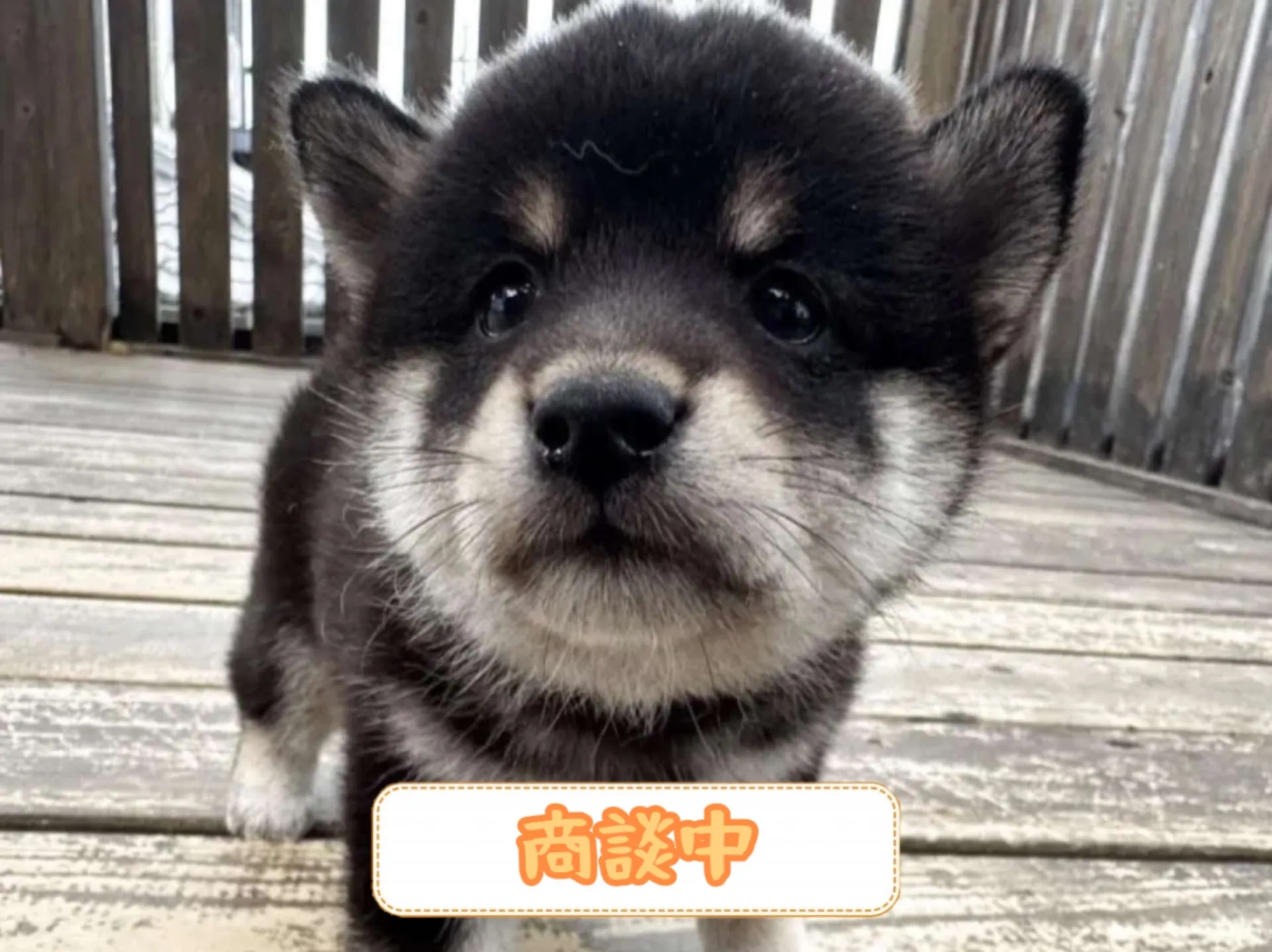 豆柴