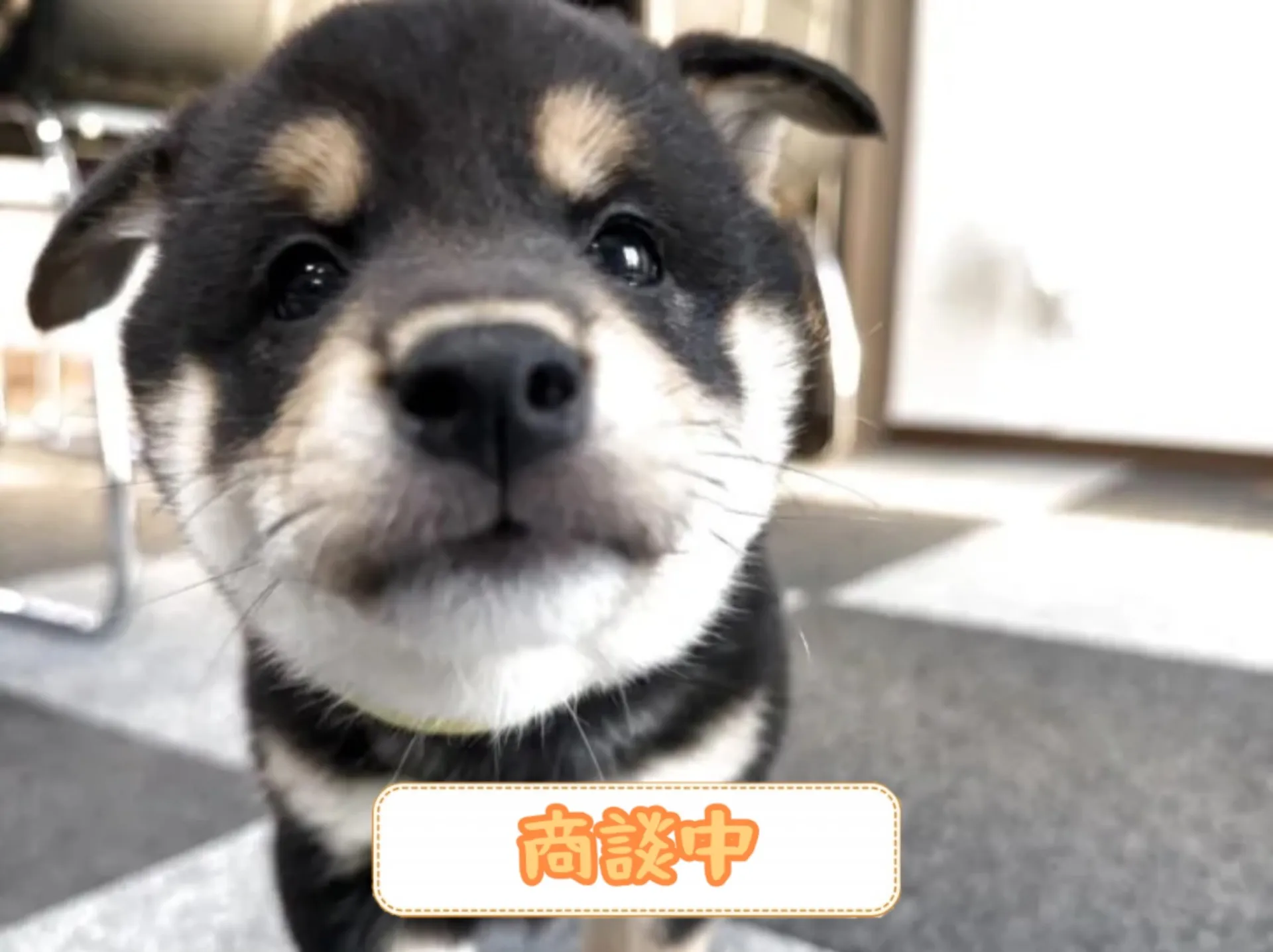 柴犬